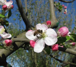 пчелы-весной1